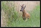 ree _MG_1867